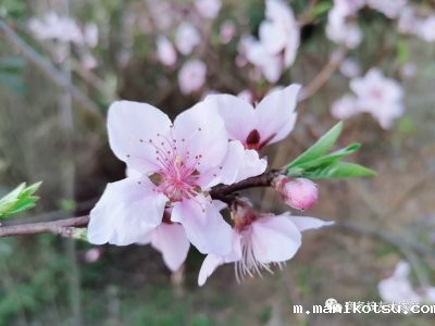 雷锋家乡话雷锋——湖南商务学子参与抗“疫